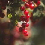 red, garden, ripe, berry, fruits, nature, leafs, healthy, nature, nature, nature, nature, nature