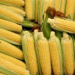 corn, corn on the cob, vegetables, food, corn on the cob hair, vegetable corn, beautiful wallpaper, popcorn, corn kernels, nature, yummy, corn hair, background, iphone wallpaper